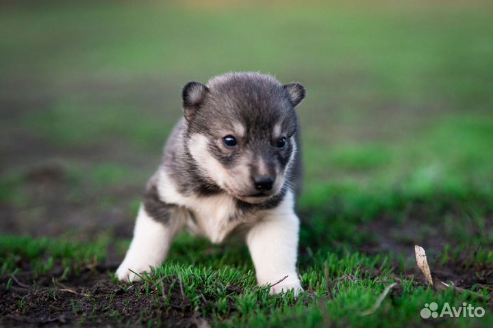 Хаски - Агути