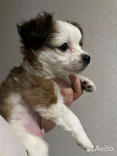 Щенок 1.5 месяца