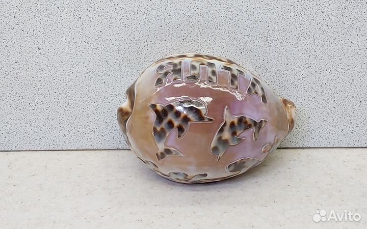 Ципрея Ялта 8,9 морской сувенир подарок