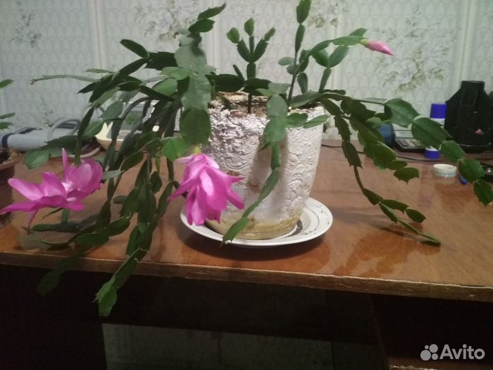 Комнатные растения цветы