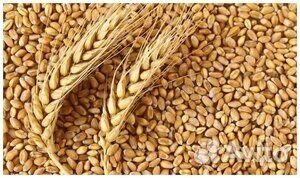 Продаю пшеницу, ячмень, горох