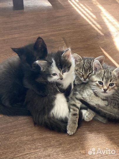 Котята