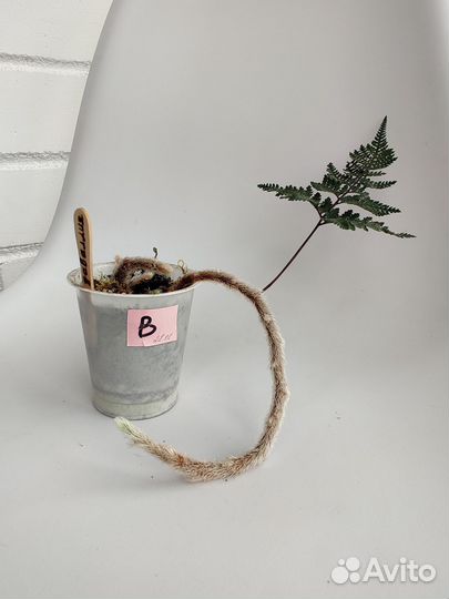 Небольшие папоротники (даваллия)