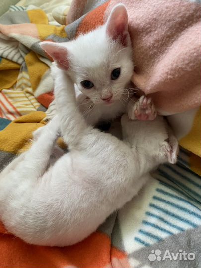 Котята сфинкс бесплатно