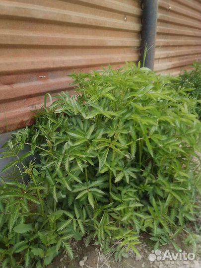 Саженцы княженики