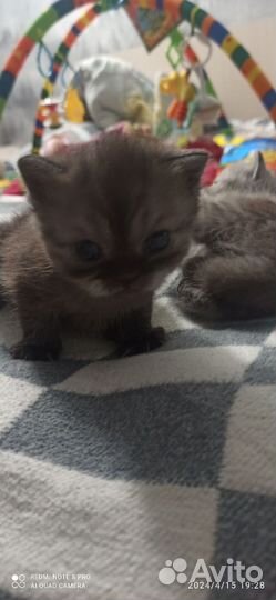 Шотландская прямоухие котята