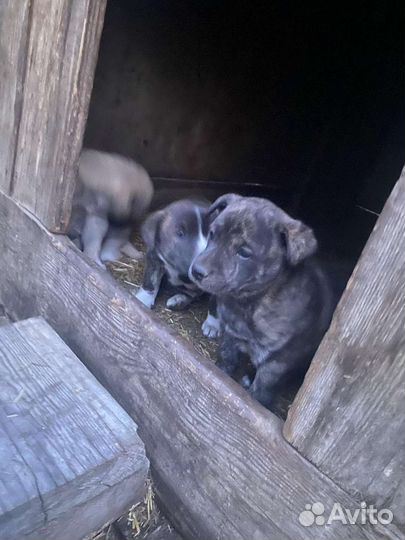 Отдам щенка в добрые руки
