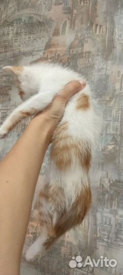 Котик в добрые руки