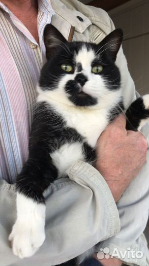 Котик в дар