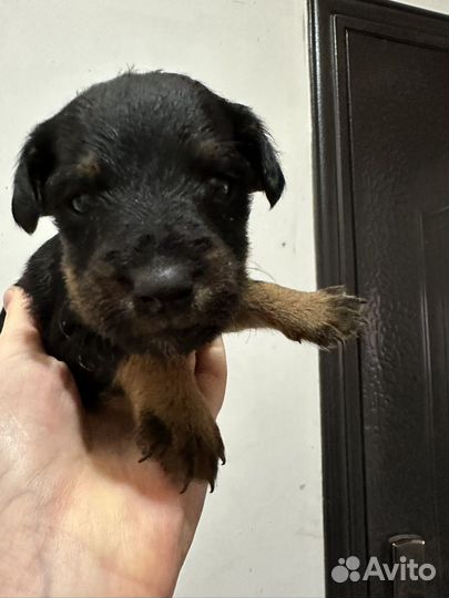 Щенки немецкого ягдтерьера