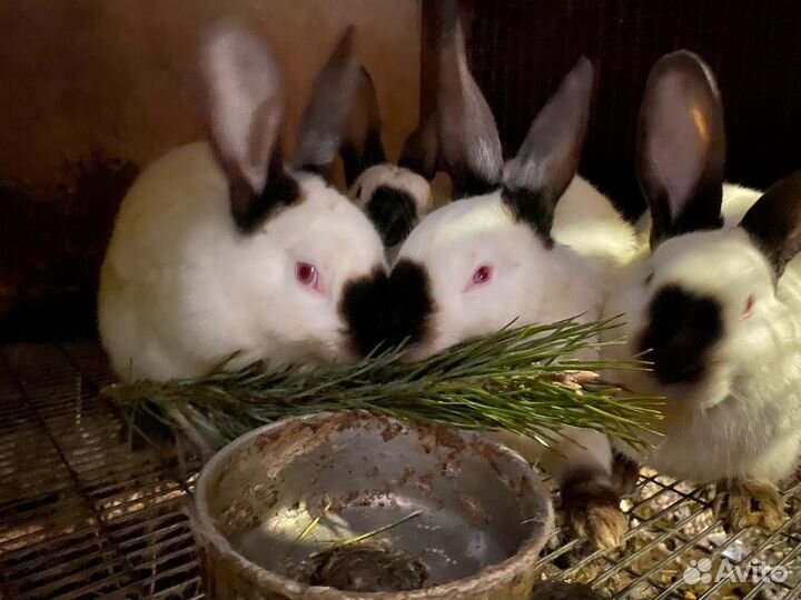 Кролики полтавское серебро