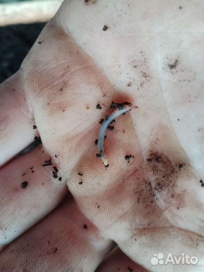 Черви (дендробена)