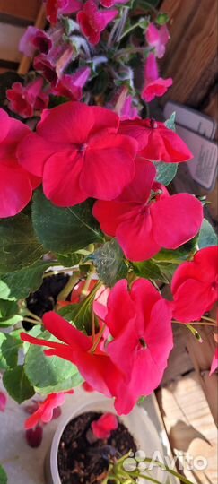 Продам цветы комнатные
