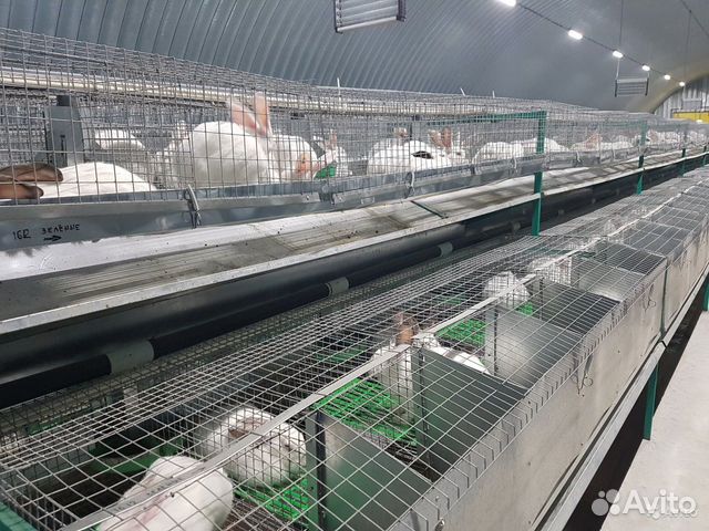 Продается кролиководческая ферма объявление продам