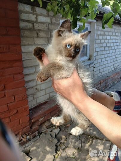 Кошки в добрые руки бесплатно