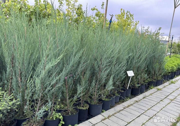 Можжевельник