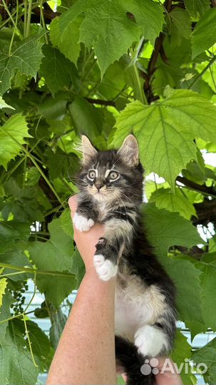 Котята мейн-кун