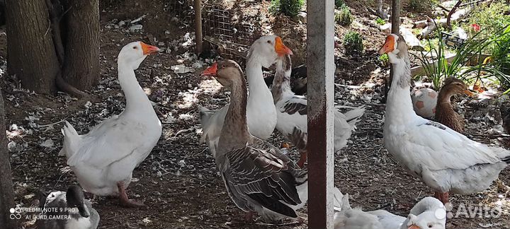 Гусыни благоварский Холмогор на племя