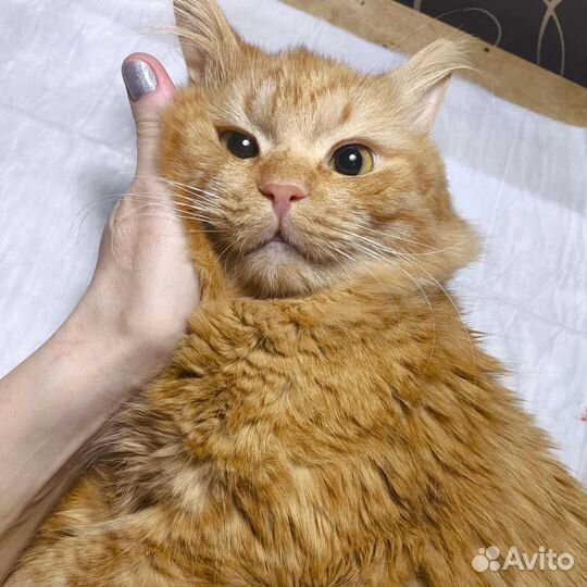 Котик, рыжее солнышко