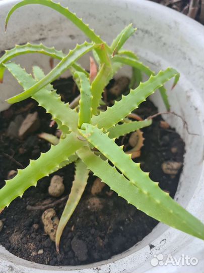 Алоэ столетник