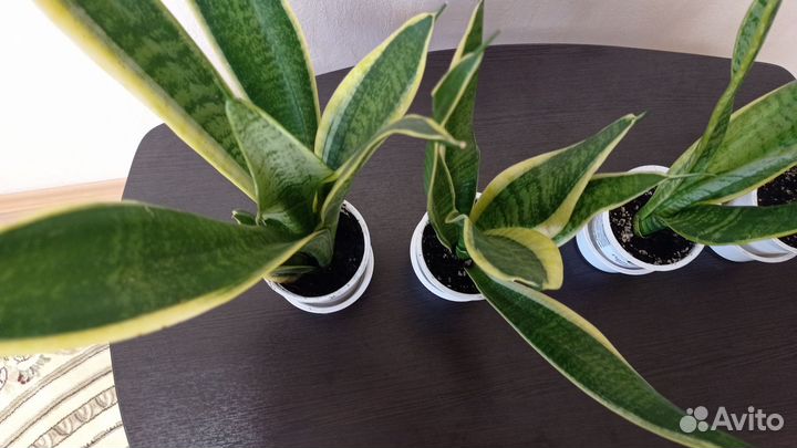 Сансевиерия футура суперба и цилиндрика