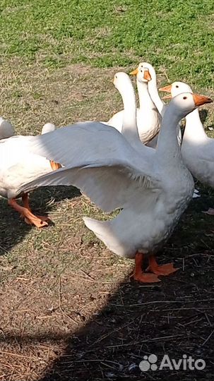 Гуси породы линда