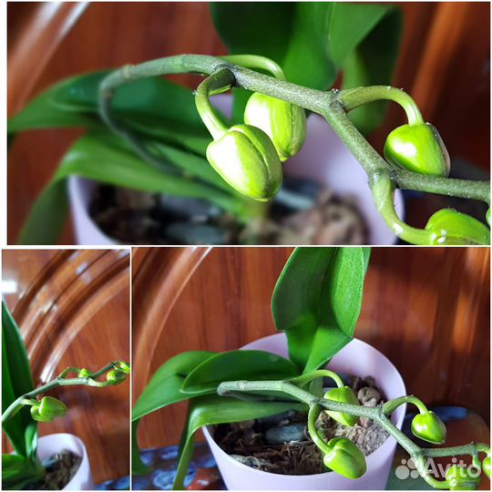 Орхидея фаленопсис