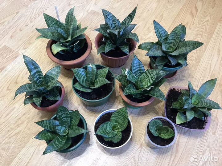 Комнатное растение -Сансевиерия,тещин язык