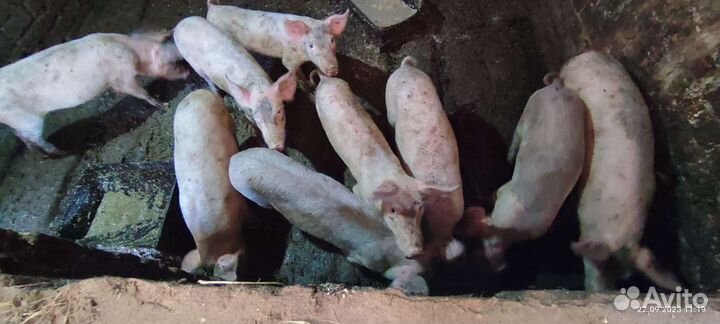 Поросята.Чистокровки ландрас с доставкой