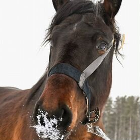 Спортивная лошадь