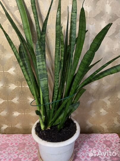 Цветок Сансевиерия (тещин язык)