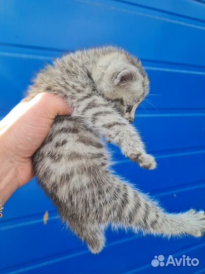 Котодети в добрые руки