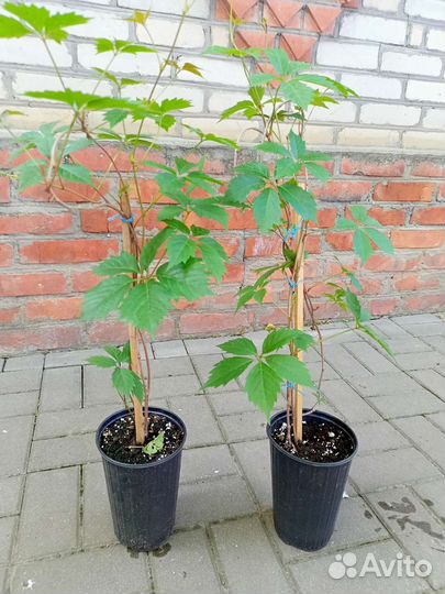 Девичий виноград