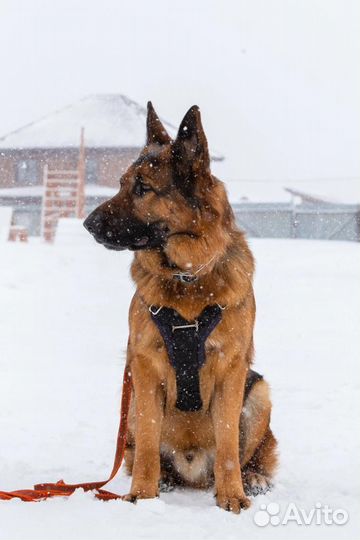 Собаки щенки немецкая овчарка