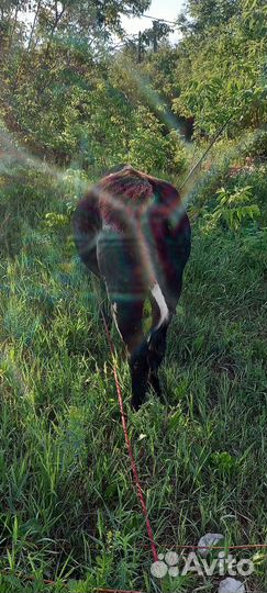 Продажа телят