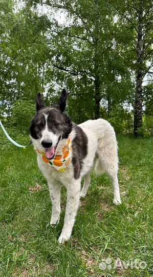 Подарите Тимону счастливую жизнь вне приюта