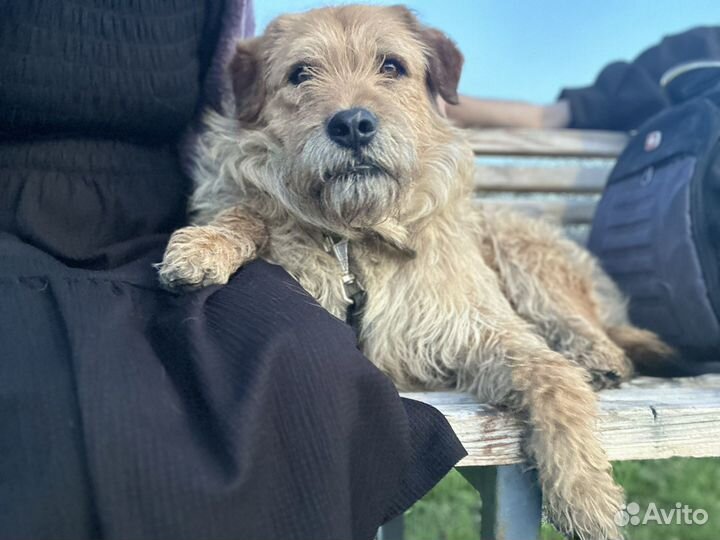 Собака в добрые руки