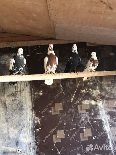 Голуби узбеки 12 штук