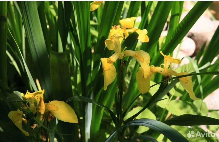 Многолетники ива извилистая девичий виноград