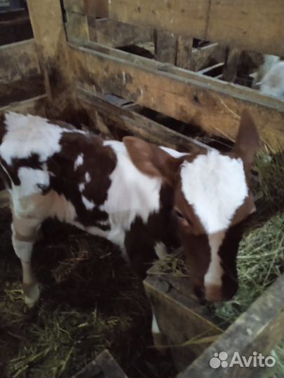 Продаются телочки- Айширки