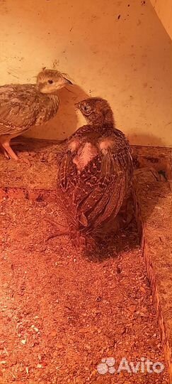 Румынский фазан