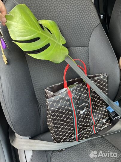 Монстера (укорененные отростки)