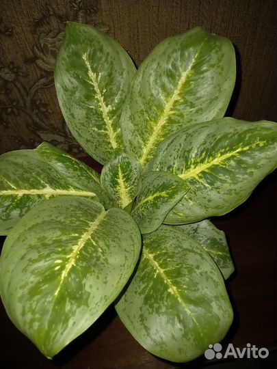 Разные цветы