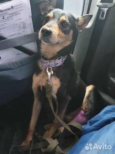 Пёс с тяжелой судьбой ищет добрых хозяев