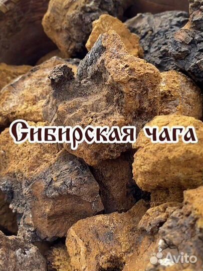 Березовый гриб чага