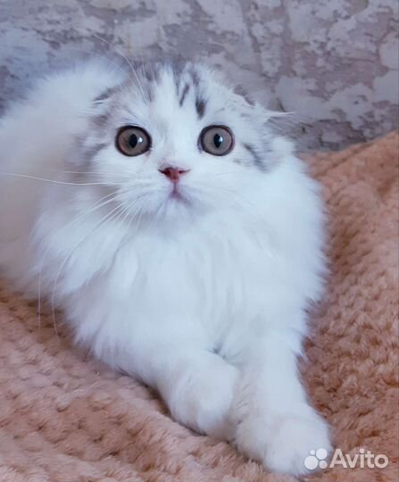 Шотландская