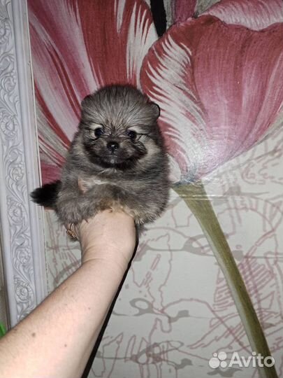 Ми- ми мишки