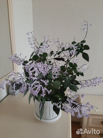 Плектрантус Mona Lavander