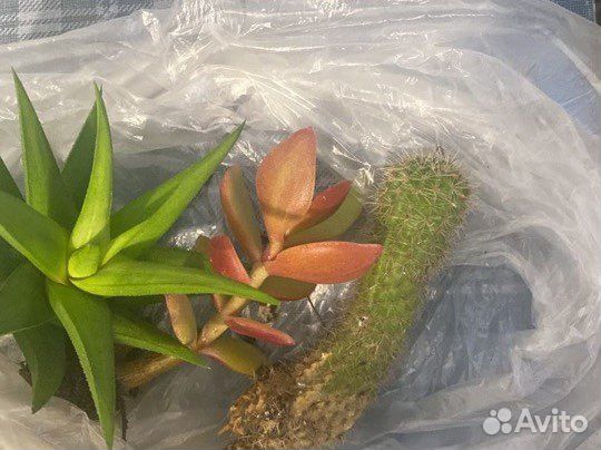 Хавортия, кактус, толстянка,алоэ, каланхоэ, хлороф