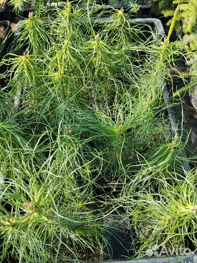 Саженцы сосны обыкновенной (Pinus sylvéstris)